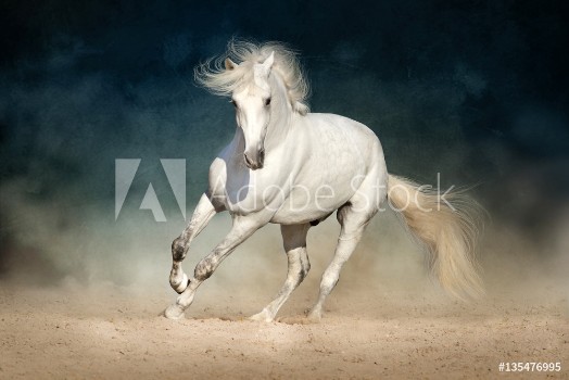 Picture of White horse run forward in dust on dark background